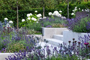 Rosemary Coldstream Garden Design | Society of Garden Designers