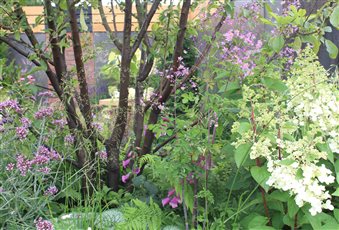 Plant combinations in our award winning show garden at RHS Tatton Park
