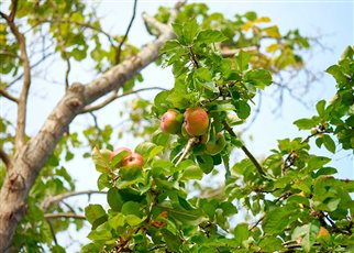 Orchard planting brambley apples