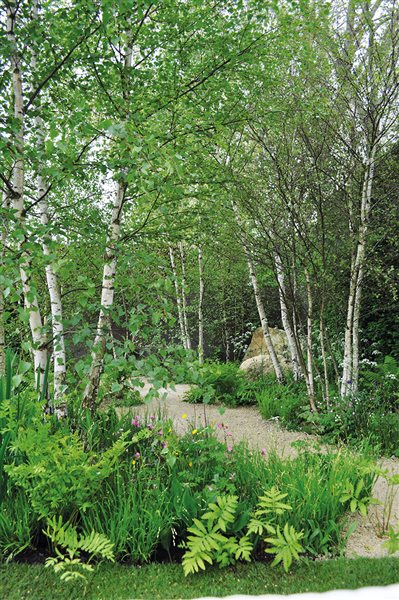 Top small trees for garden designers