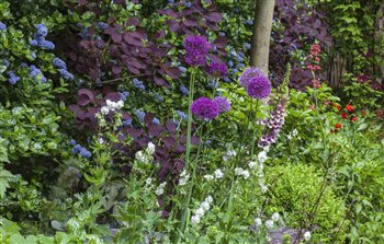 Purples, whites, blues and greens for a relaxing and sophisticated planting palette.
