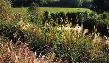 Movement from Miscanthus surrounding the pond at Perching Barn