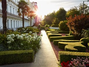 A Central London parterre garden with swirling box shapes, Agapanthus and palm trees. SGD award winner. Photo credit Allan Pollok Morris.