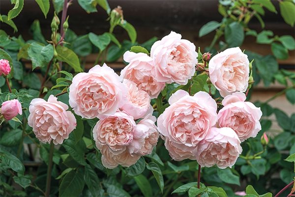 Top roses for garden designers
