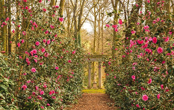 Top tips on camellias 