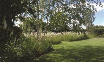 White stems of Himalayan birch against dark yew hedging. White digitalis and Centranthus at ground level. Wild flower meadow in the background.