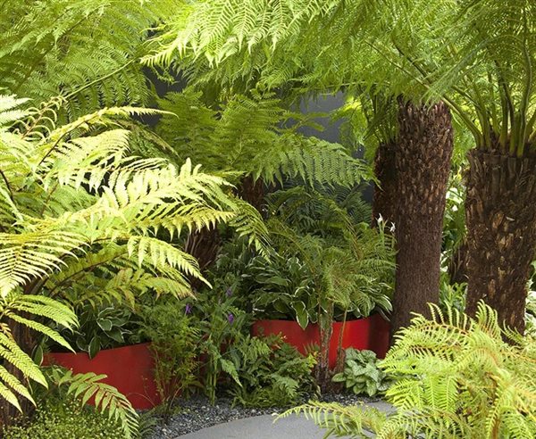 Top ferns for foliage