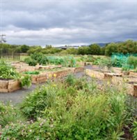 Braehead Community Garden (4)
