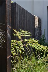 Aralia elata against charred accolades screen in Japanese inspired courtyard garden designed whilst part of the Artisan Landscapes Design Studio team. 