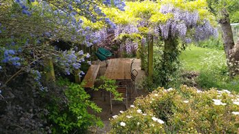 The wisteria clad pergola in late May my own garden which is open annually for the National Garden Scheme. 