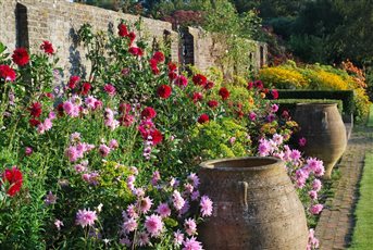 Late summer border of  Dahlia pinks and reds. The pots were gathered up from around the garden and given some order by being placed in a row.