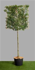 An example of our home made screening panels.  Prunus lus. Brenalia with a 180cm clear stem and 150cm x 150cm panel