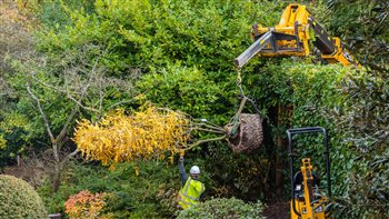 Large tree planting with awkward access -  team work and solid suppliers is the name of the game to ensure the trees thrived.  