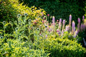 Tall Echinops in the fore-ground provide spiked, architectural form with purple Lupins in the back-ground.