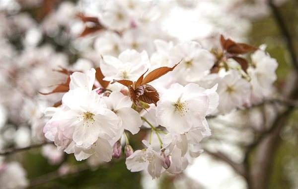 Top cherry trees for gardens