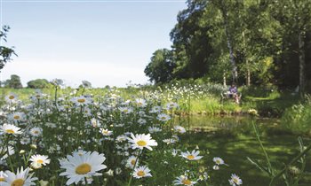 An upper area of a garden developed into a wild pond and wild flower meadow, the garden boundary merges with the surrounding fields.
