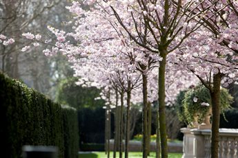 Cherry blossom in a large London garden
