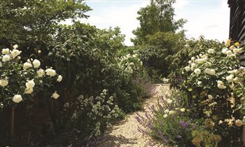 Gravel Pathway - Shrubs structure enclosing, white roses standards creating contrast.