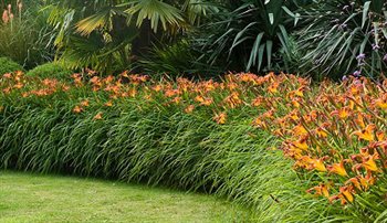 A sweep of Hemerocallis Stafford planted 'en-masse' creates drama in this Surrey garden